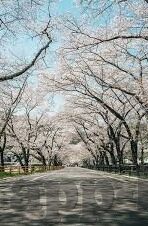 糖心直播官网安全下载-糖心直播官网的安心下载之道
